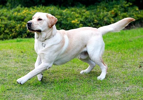 散步时如何让狗狗寸步不离