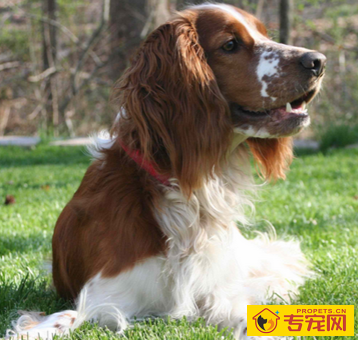 威尔斯激飞猎犬的形态特征 该犬很活泼