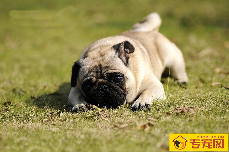 巴哥犬特征 从外形上面来辨别